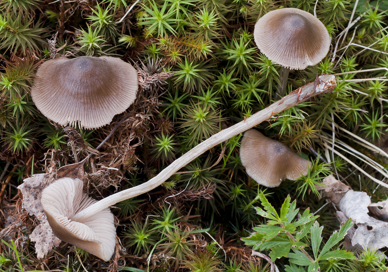 Entoloma conferendum